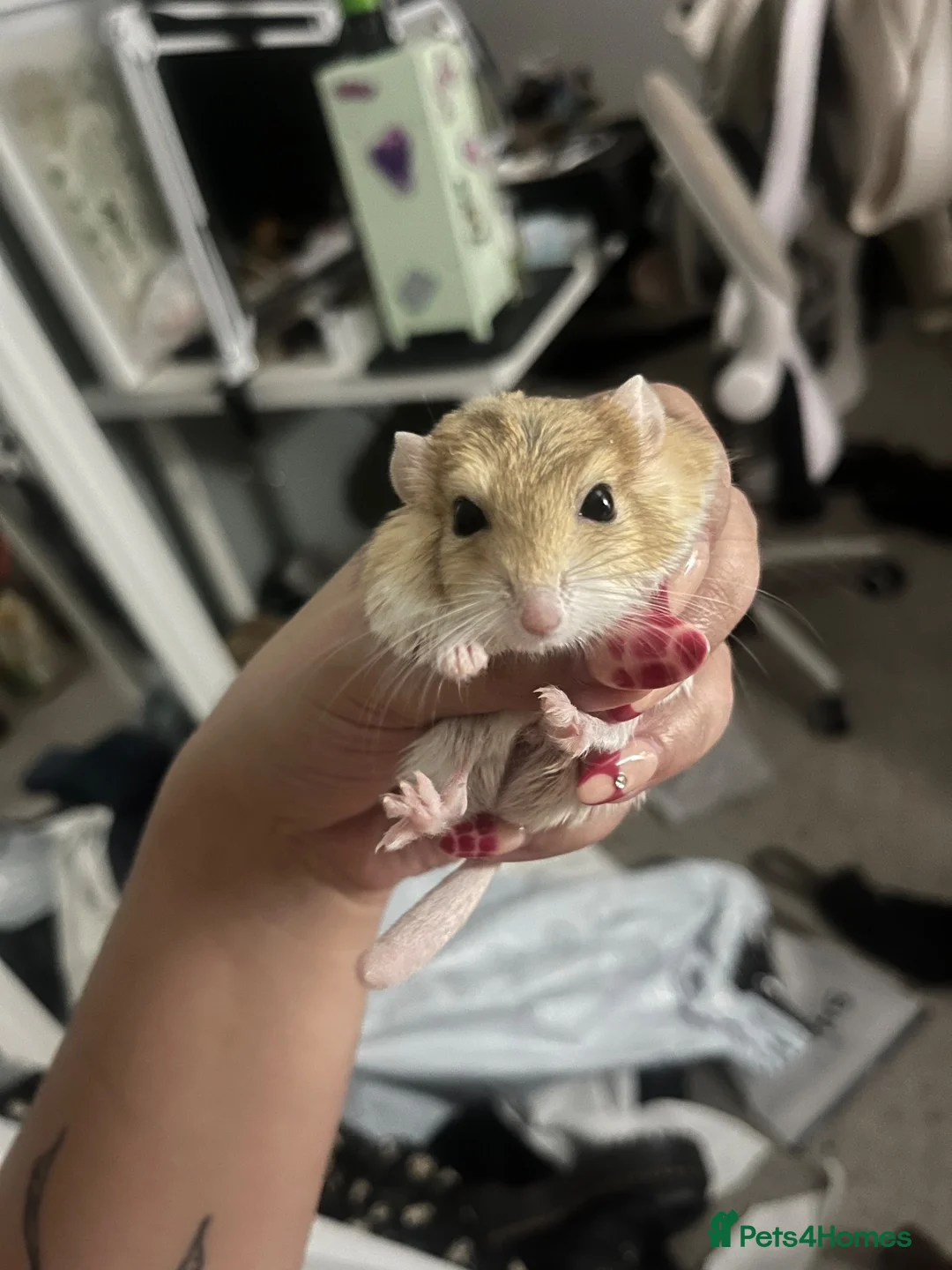 Gerbil rodents for sale: Fat tail gerbil / Duprasi - Advert 4