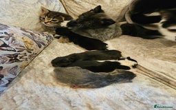 Mixed Breed cats for sale: Free kitten - Image 7