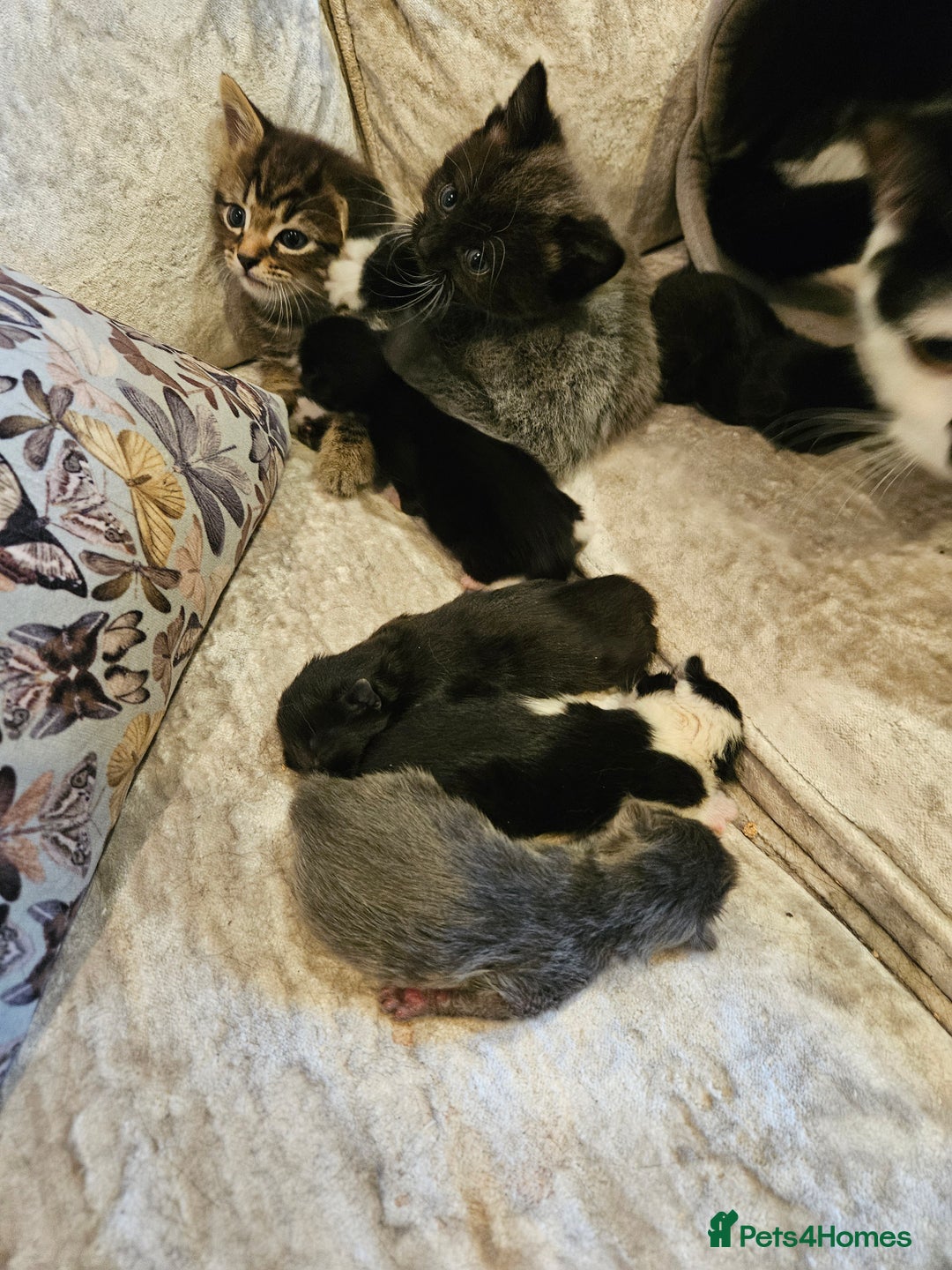 Mixed Breed cats for sale: Free kitten - Image 7