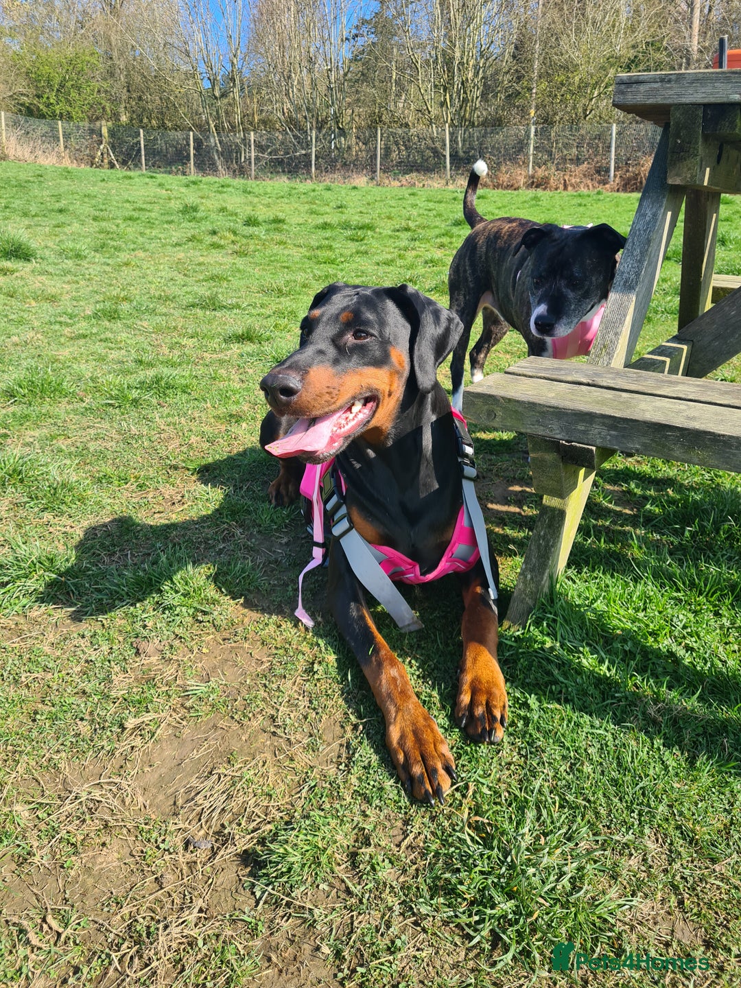 Dobermann dogs for adoption: Rosie 4 Yr old female doberman  - Advert 5