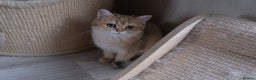 Scottish Fold cats for sale: Scottish fold and straight kittens  - Advert 23