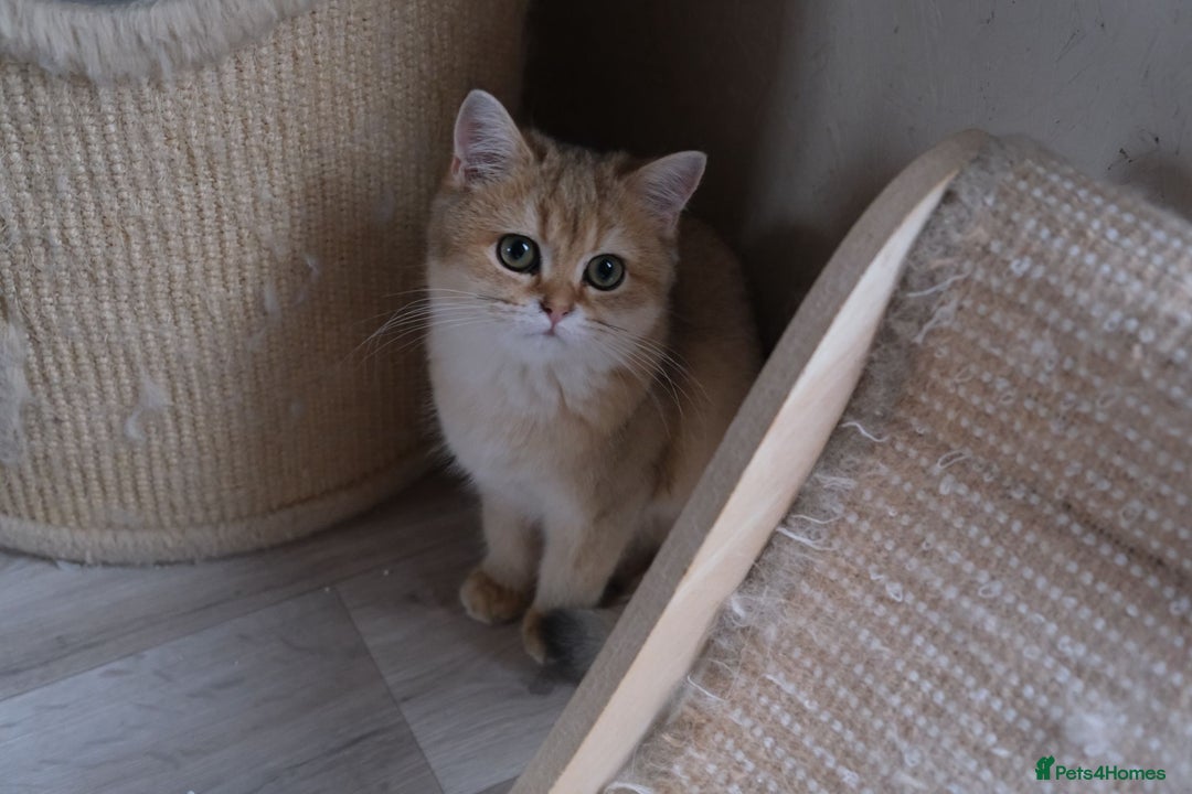 Scottish Fold cats for sale: Scottish fold and straight kittens  - Advert 23