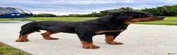 Rottweiler dogs for sale: European Rottweiler puppies - Advert 1