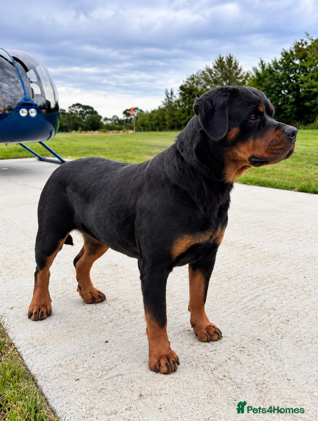 Rottweiler dogs for sale: European Rottweiler puppies - Advert 1