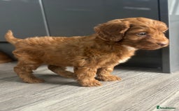 Cockapoo dogs for sale: Cockapoo puppies  - Image 8