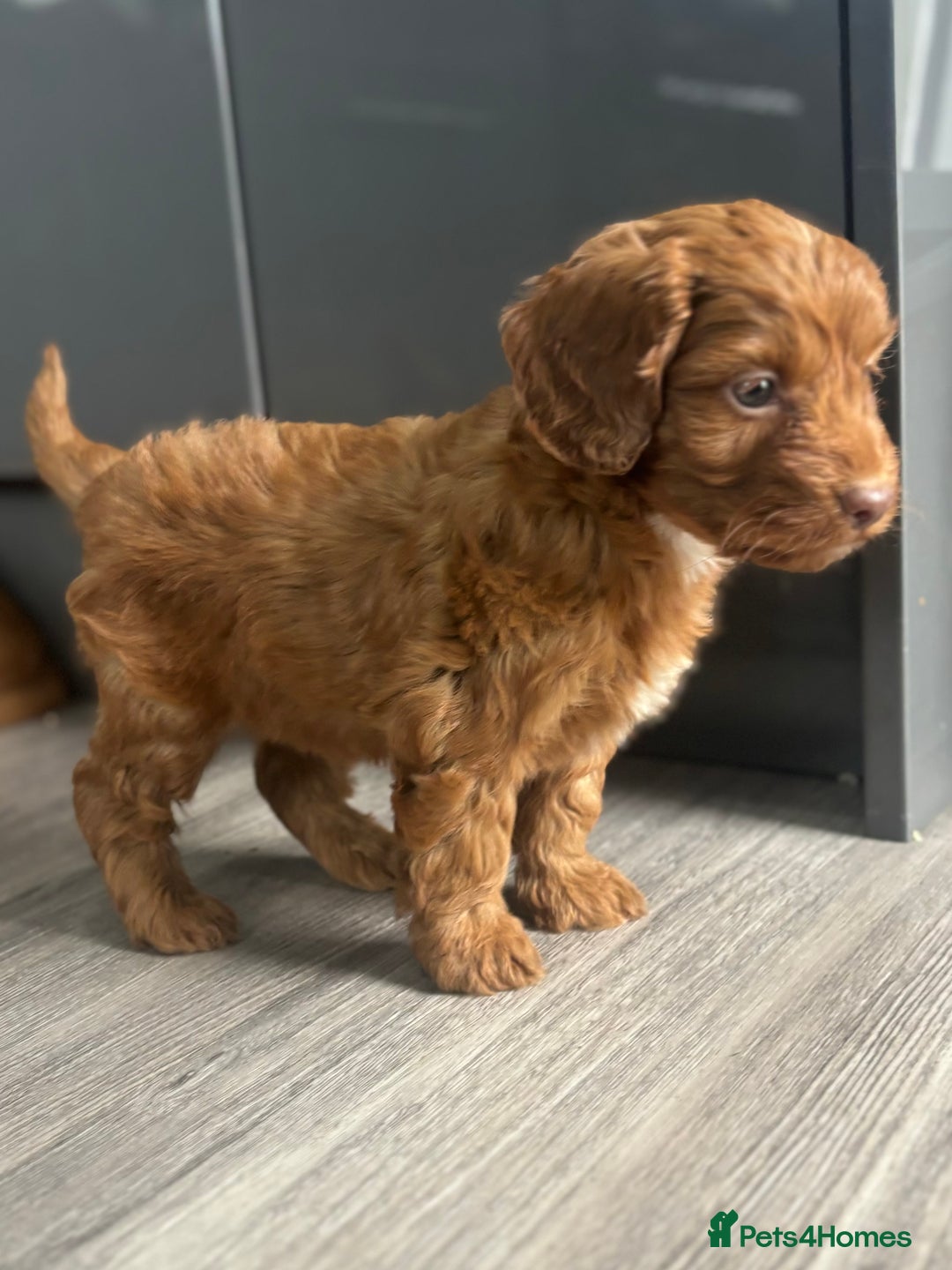 Cockapoo dogs for sale: Cockapoo puppies  - Image 8