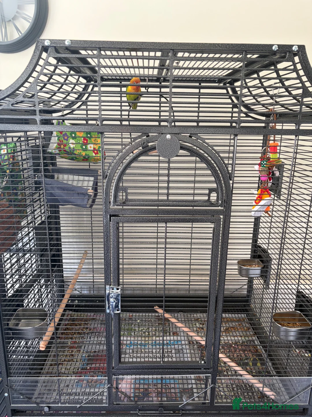 Lovebirds birds for sale: Beautiful lovebird  - Advert 3