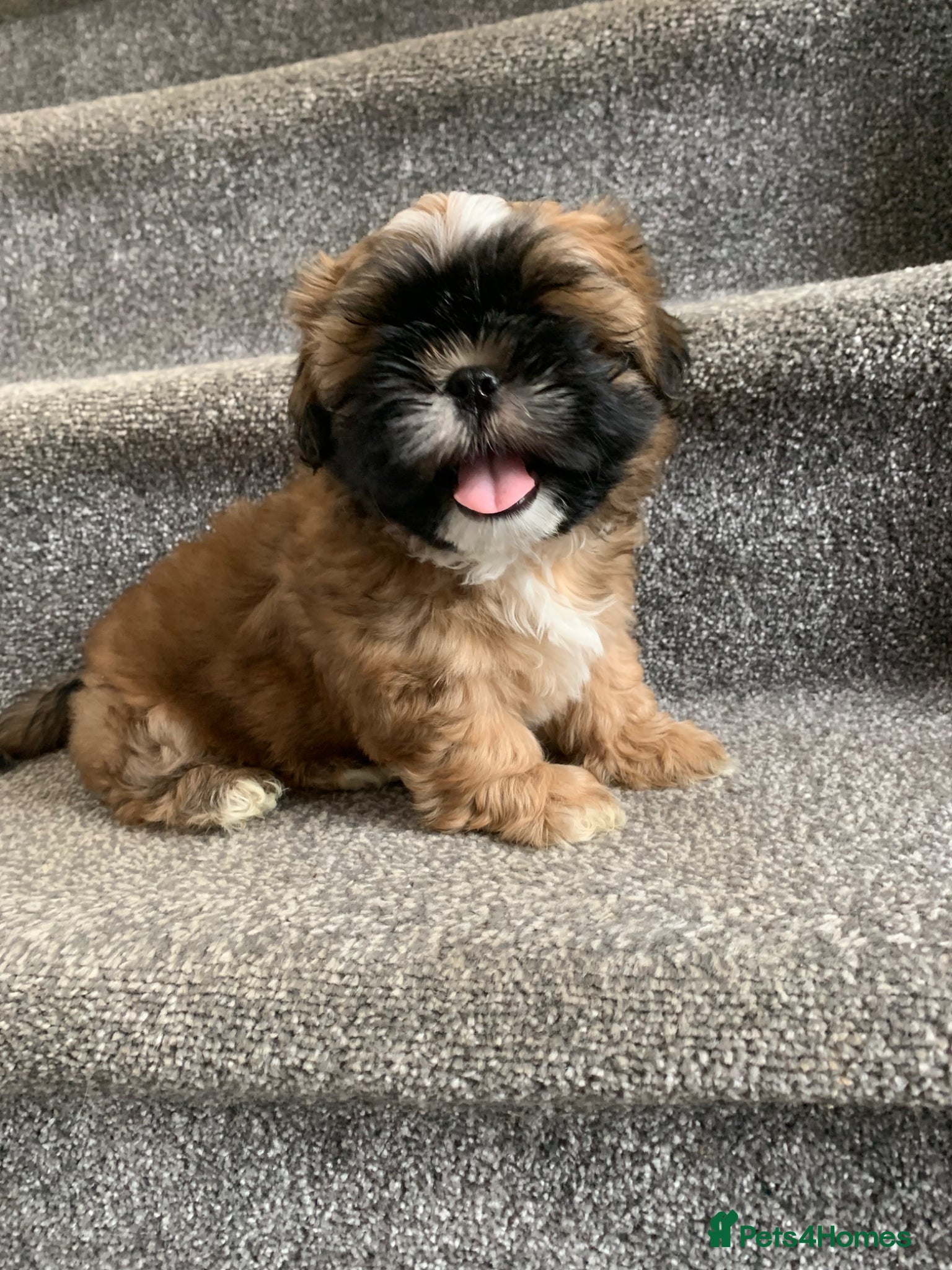 Shih Tzu dogs Imperial Shih tzu puppies ready now  - Advert 10