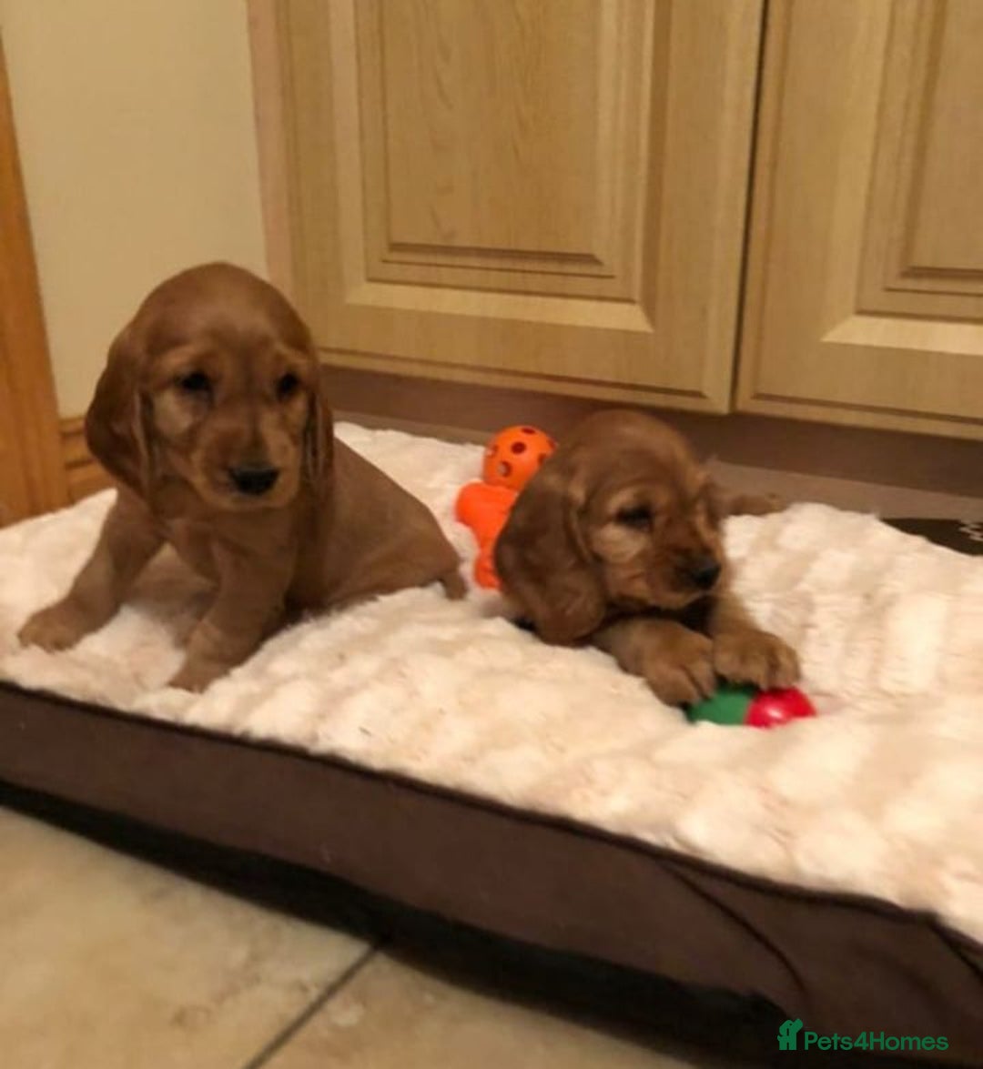 Cocker Spaniel dogs for sale: STUNNING HEALTH CHECKED PUPPIES  - Image 2