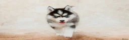 Pomsky dogs for sale: F3 Pomsky Puppies - all blue eyed  - Advert 25