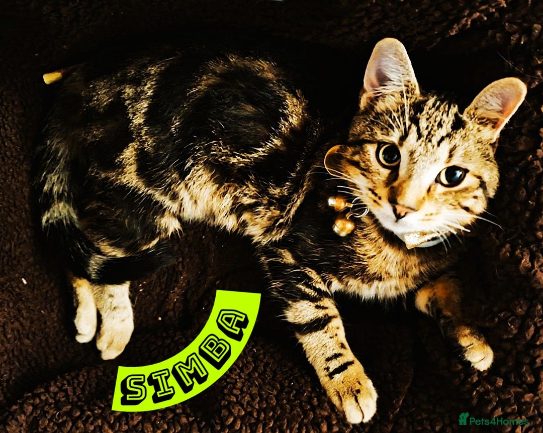 Mixed Breed cats for sale: Free to a Loving Home 2 Cats& 1 Kitten-Swansea - Advert 3