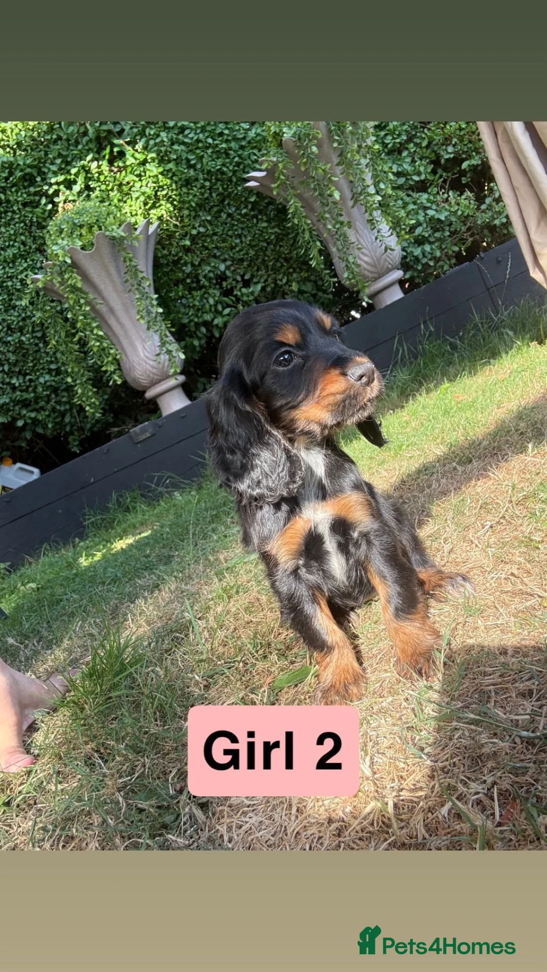 Cocker Spaniel dogs for sale: Show cocker spaniels  - Advert 2