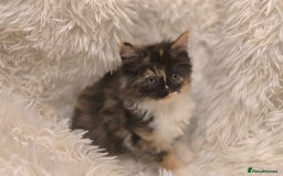 Maine Coon cats for sale: Lovely Maine coon babies  - Image 1