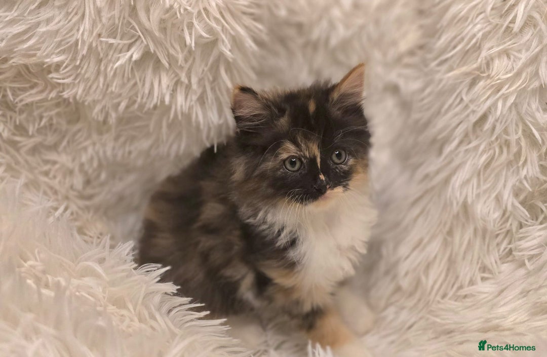 Maine Coon cats for sale: Lovely Maine coon babies  - Image 1