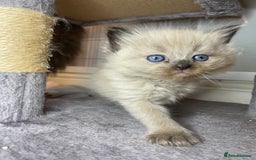 Ragdoll cats for sale: Pedigree Cherubim Ragdoll Kittens💫 - Image 5