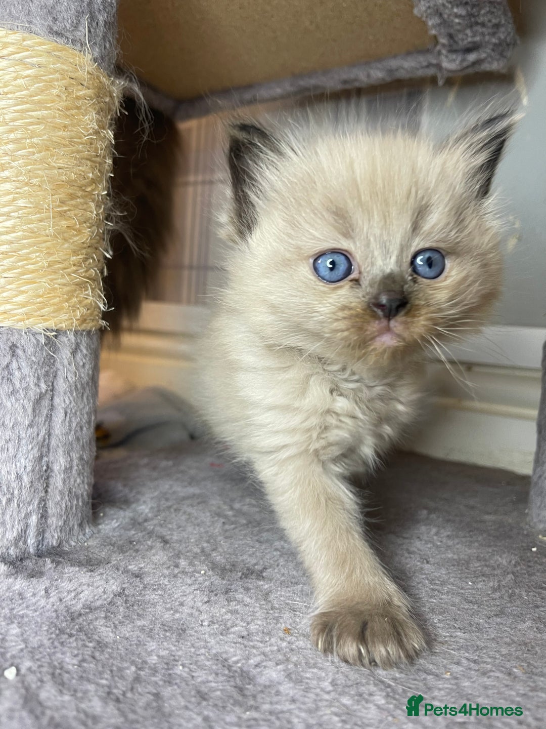 Ragdoll cats for sale: Pedigree Cherubim Ragdoll Kittens💫 - Image 5