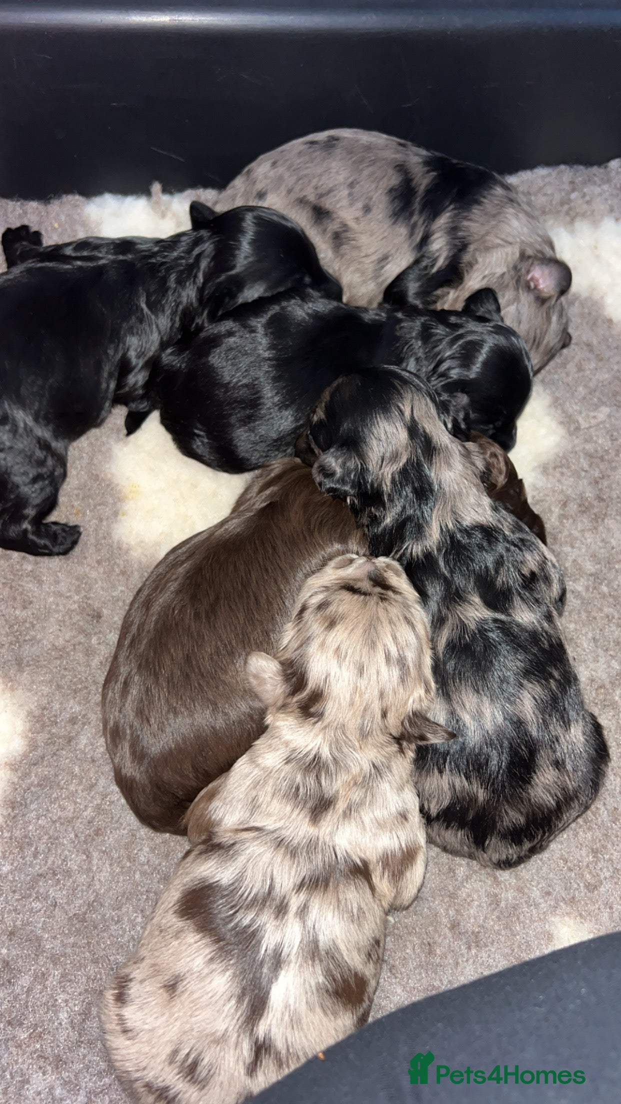 Lhasapoo dogs Stunning lhasapoo puppies rainbow litter  - Advert 13