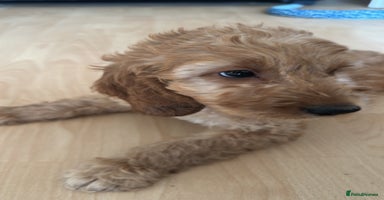 Irish Doodle dogs - Advert 2