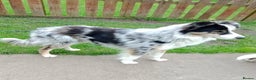Border Collie dogs for sale: Border Collie pups - Advert 6