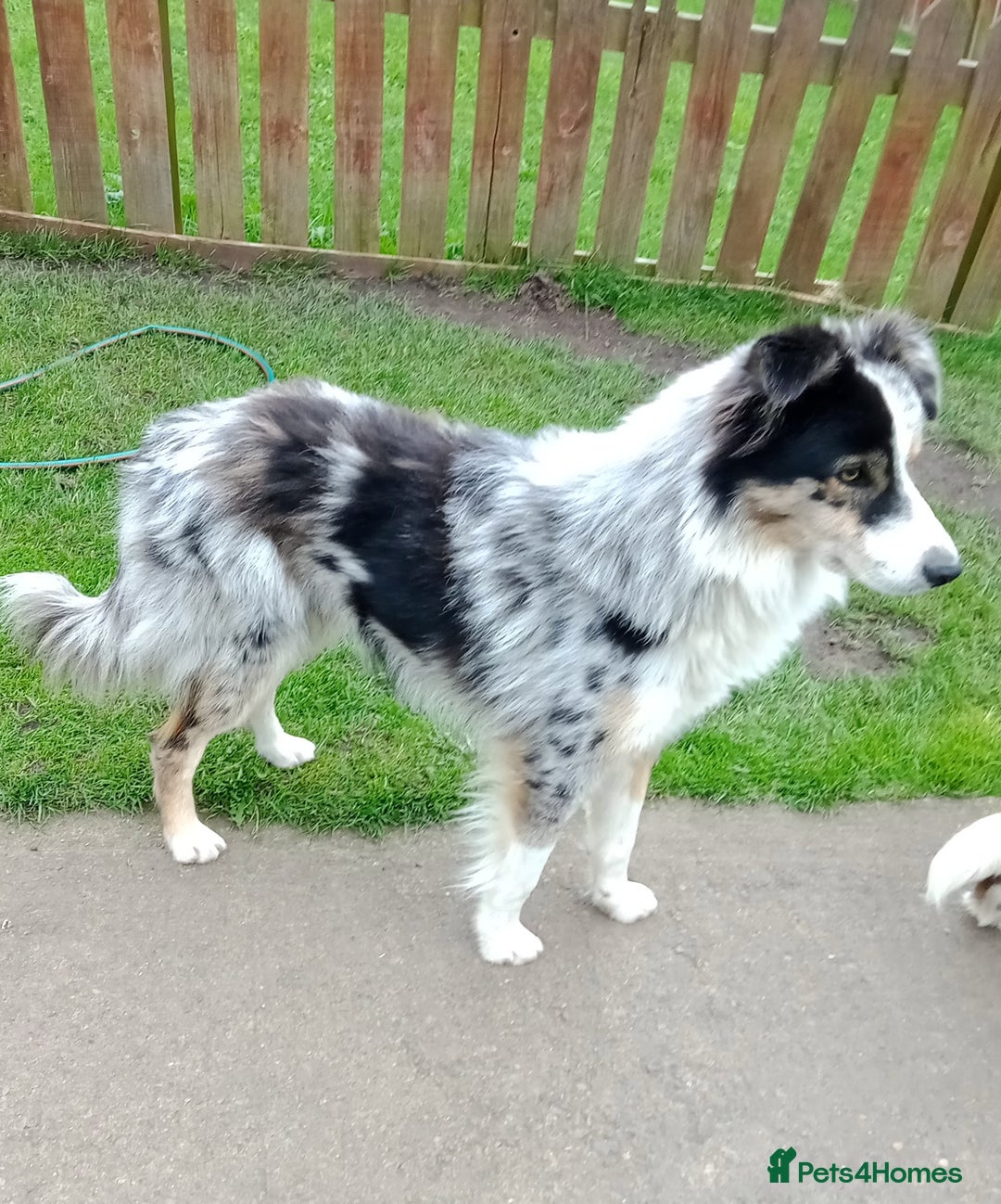 Border Collie dogs for sale: Border Collie pups - Advert 6