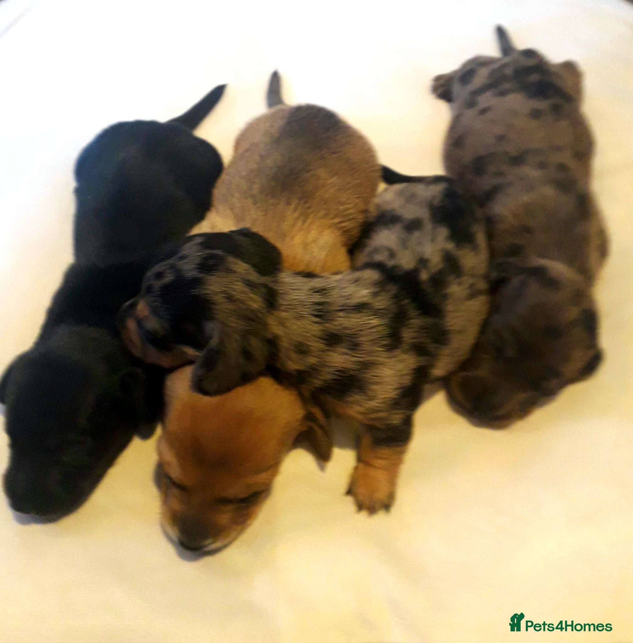 Miniature Dachshund dogs *AMAZING*QUALITY*TRUE*MINIATURE*DACHSHUNDS* - Advert 16