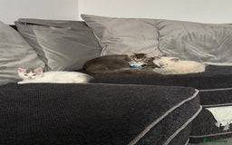 British Shorthair cats for sale: Beautiful BSH 2 male 1 female  - Image 31