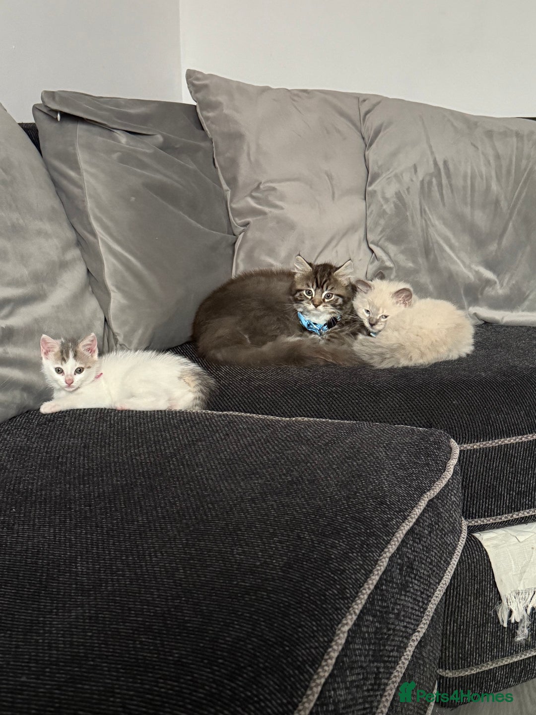 British Shorthair cats for sale: Beautiful BSH 2 male 1 female  - Image 31