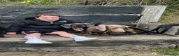Dachshund dogs for sale: Lovely Pair Dachshunds Looking for a Forever Home in Derby - Advert 18