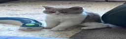 Selkirk Rex cats for sale: Gorgeous pure breed Selkirk rex kittens 😻 - Advert 12