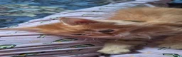 Maine Coon cats for sale: 😻😻😻😻 Maine Coon Kittens Ready Soon Red Tabby F - Advert 27