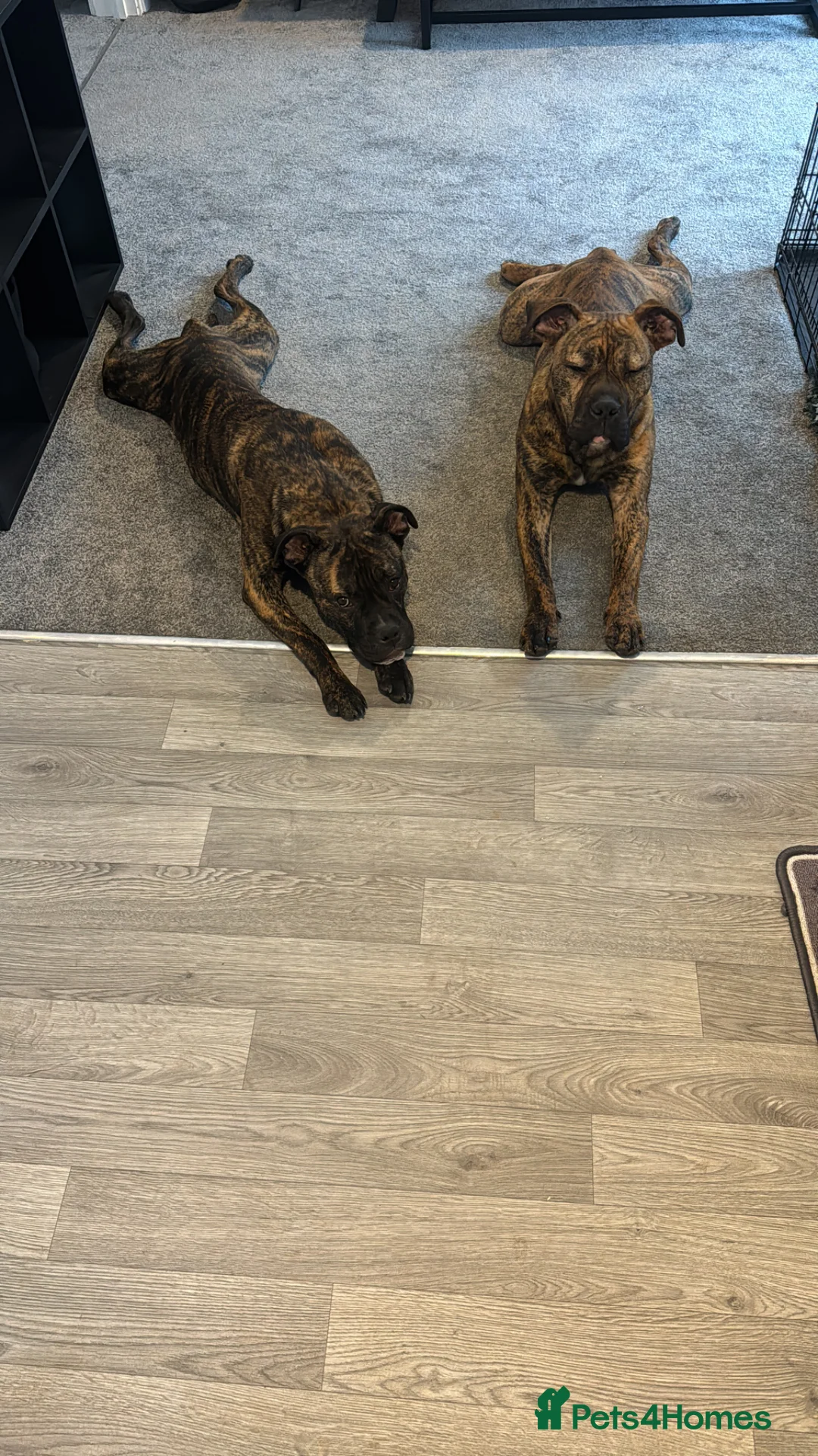 Mixed Breed dogs for sale: Cane Corso x Staff for rehoming  in Darlington - Advert 3