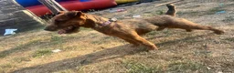 Lakeland Terrier dogs for stud: Red Lakeland for stud  - Advert 1
