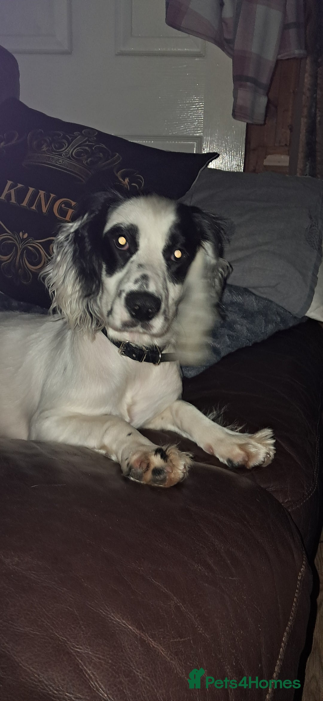 Cocker Spaniel dogs for sale: Cocker spaniel girl - Image 1