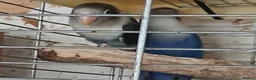 Lovebirds birds for sale: Lovebirds dna'd fischers lovebirds  - Advert 8