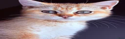 British Shorthair cats for sale: Ready Now /GCCF Golden BSH Kittens  - Advert 31