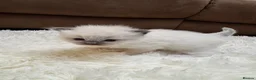 Ragdoll cats for sale: GCCF registered Ragdoll kittens - Advert 9