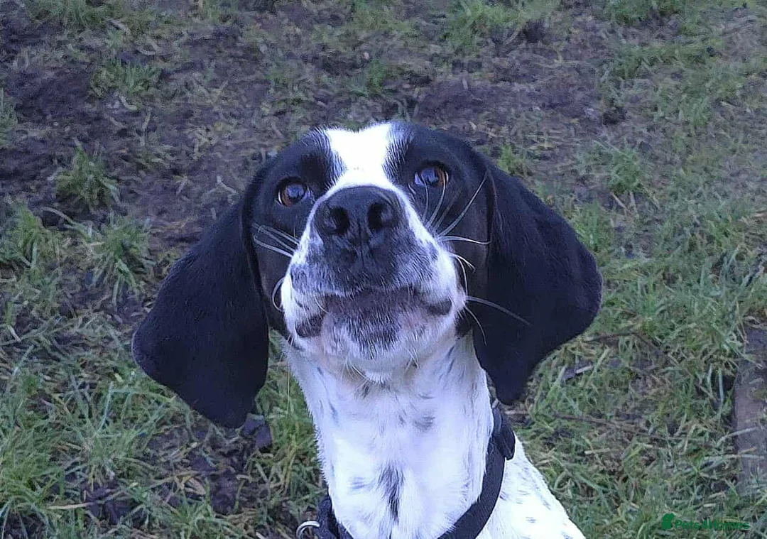 Pointer dogs for adoption: Jasper is looking for his forever home  - Advert 2