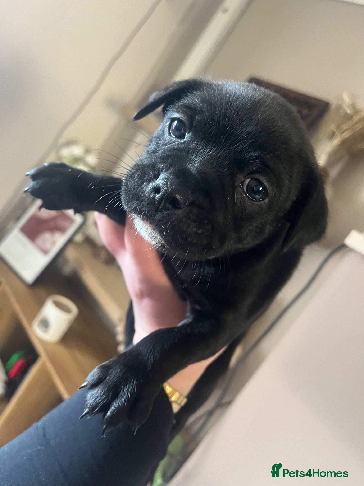 Staffordshire Bull Terrier dogs Pudding Left - Beautiful staffy pups for sale  - Advert 13