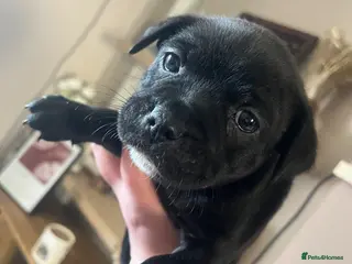 Staffordshire Bull Terrier dogs Pudding Left - Beautiful staffy pups for sale - Advert 13