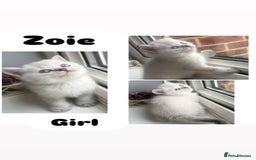 Scottish Fold cats for sale: Pedigree Scottish Fold & Straight kittens  - Image 6