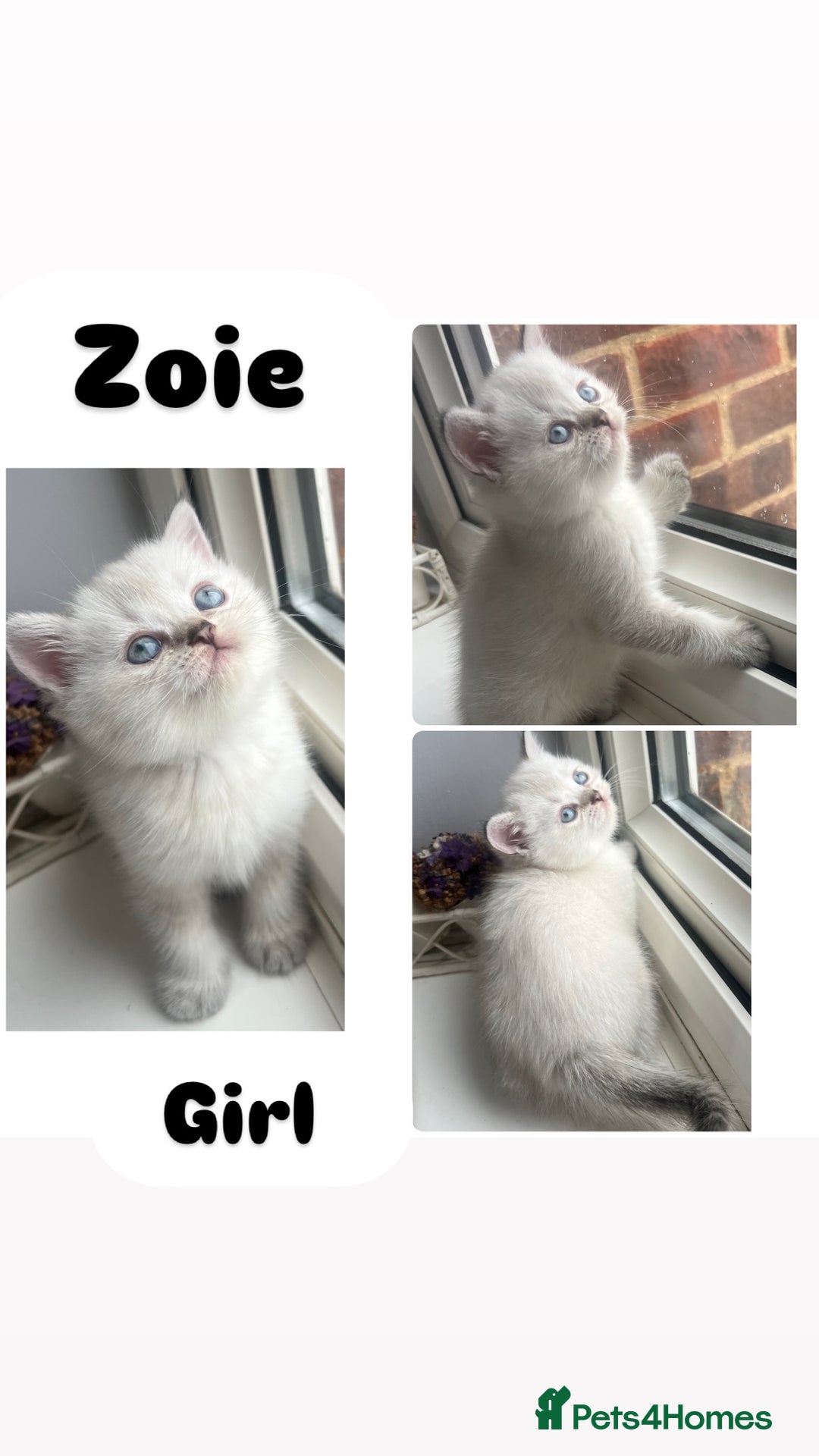 Scottish Fold cats for sale: Pedigree Scottish Fold & Straight kittens  - Image 6