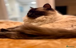 Ragdoll cats for sale: Loving Home Needed for Our Dear Cat, Nina - Image 3