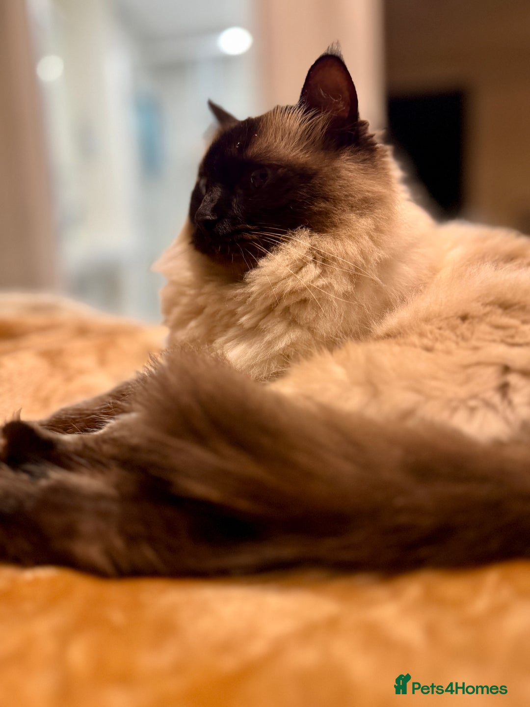 Ragdoll cats for sale: Loving Home Needed for Our Dear Cat, Nina - Image 3