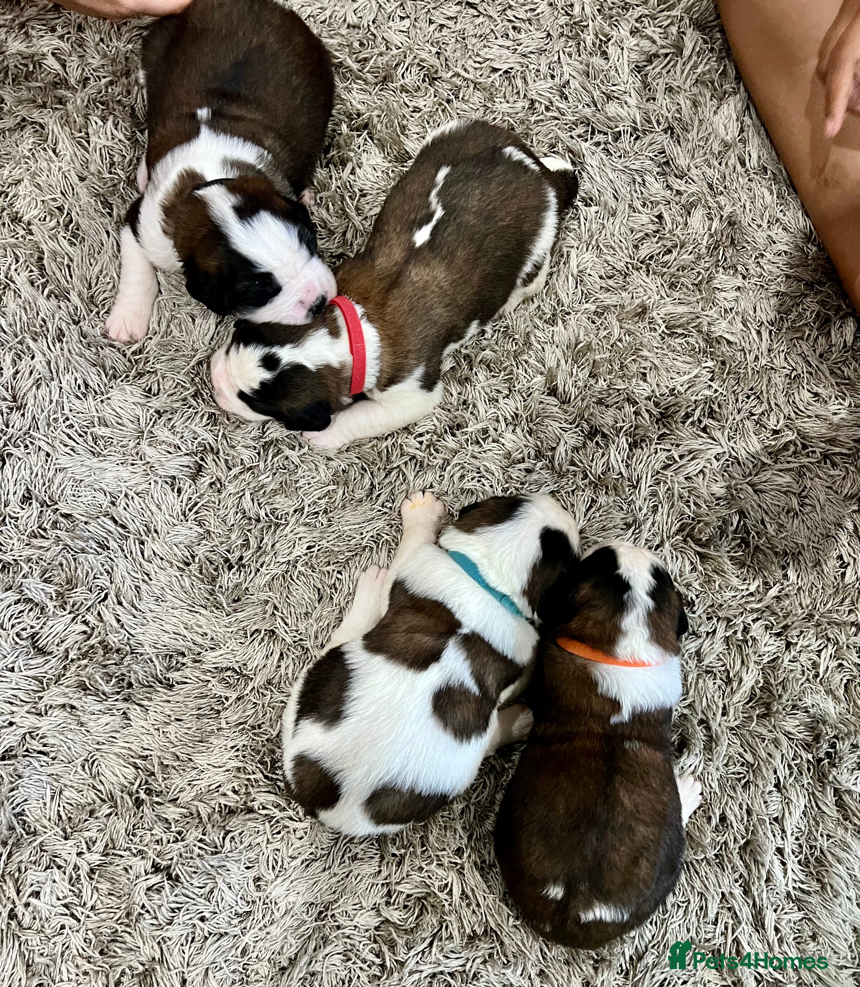 Saint Bernard dogs Beautiful KC registered show quality Puppies.  - Advert 1