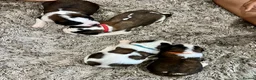 Saint Bernard dogs for sale: Beautiful KC registered show quality Puppies.  - Advert 1