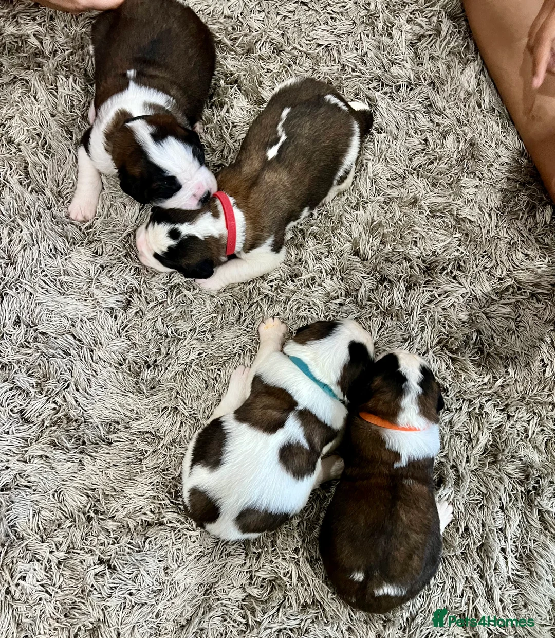 Saint Bernard dogs for sale: Beautiful KC registered show quality Puppies.  - Advert 1