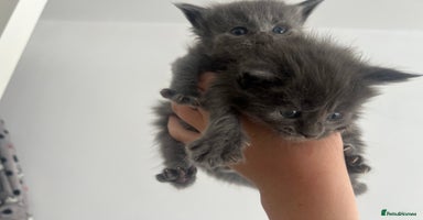 Maine Coon cats - Advert 11