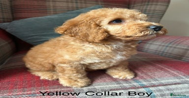 Cockapoo dogs - Advert 6