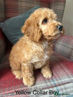 Cockapoo dogs - Advert 16