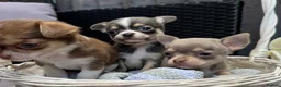 Chihuahua dogs for sale: 🐶Tiny exquisite RARE blue, Lilac & Chocolate Tri  - Advert 37